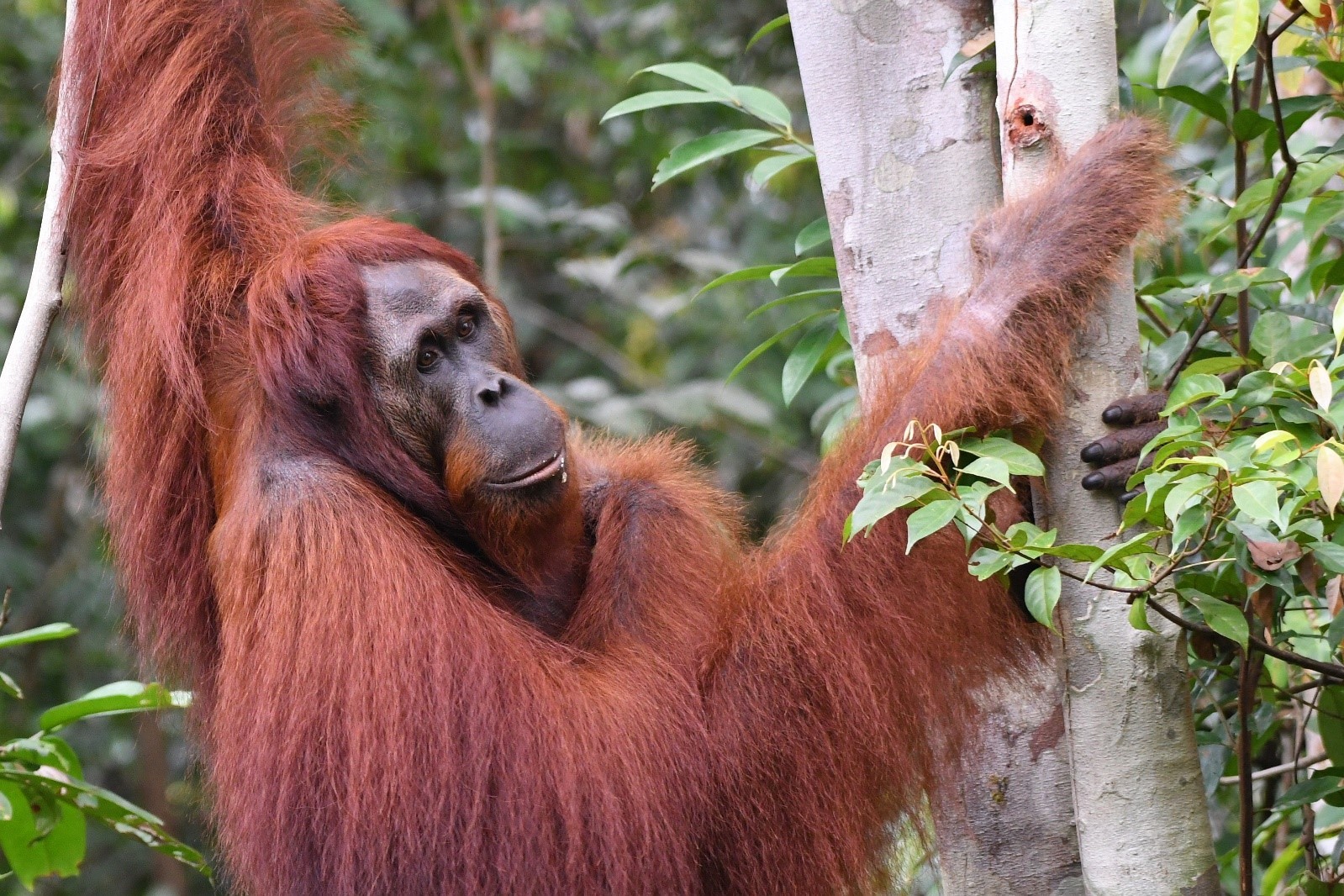 Orangutang climbing a tree to munch on delicious leaves.