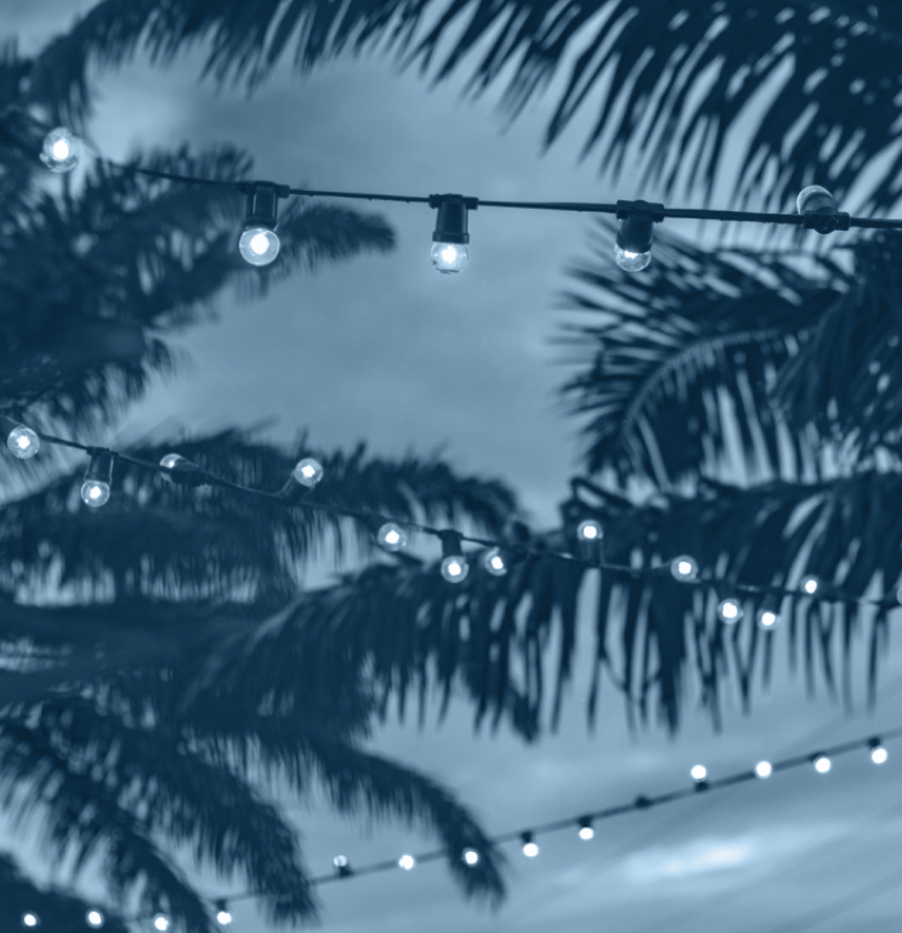 String lights strung through palm trees